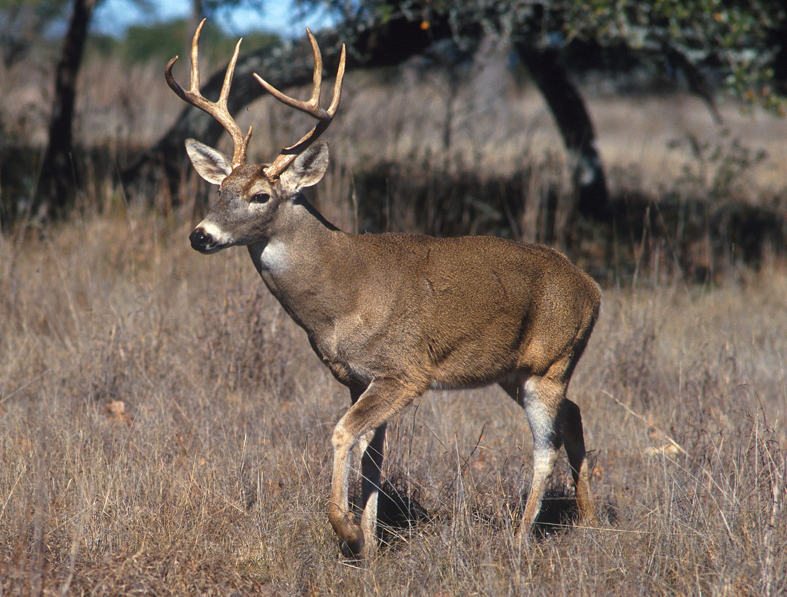Whitetail Deer at Forest Edge