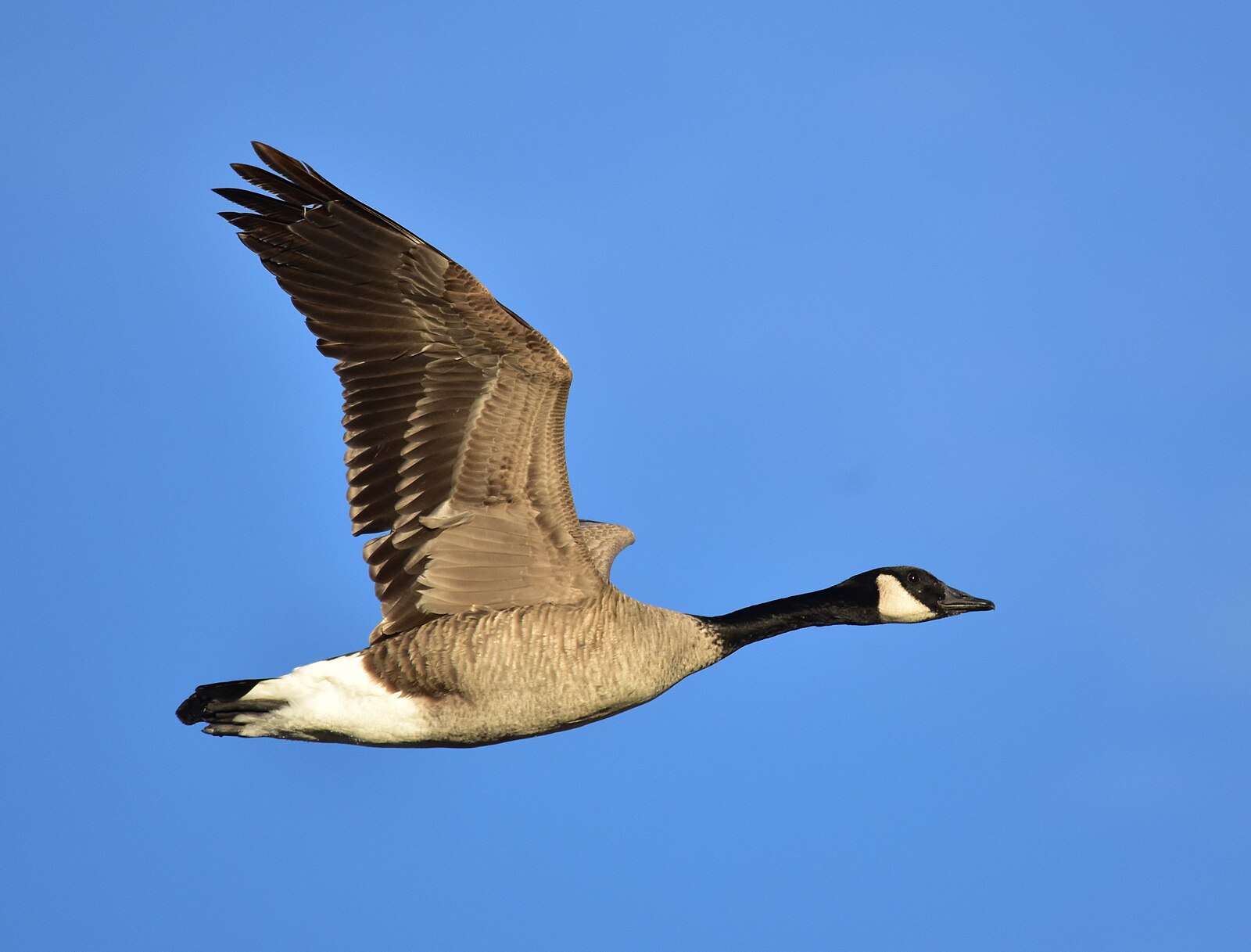 Canada Geese Over Wheatfield